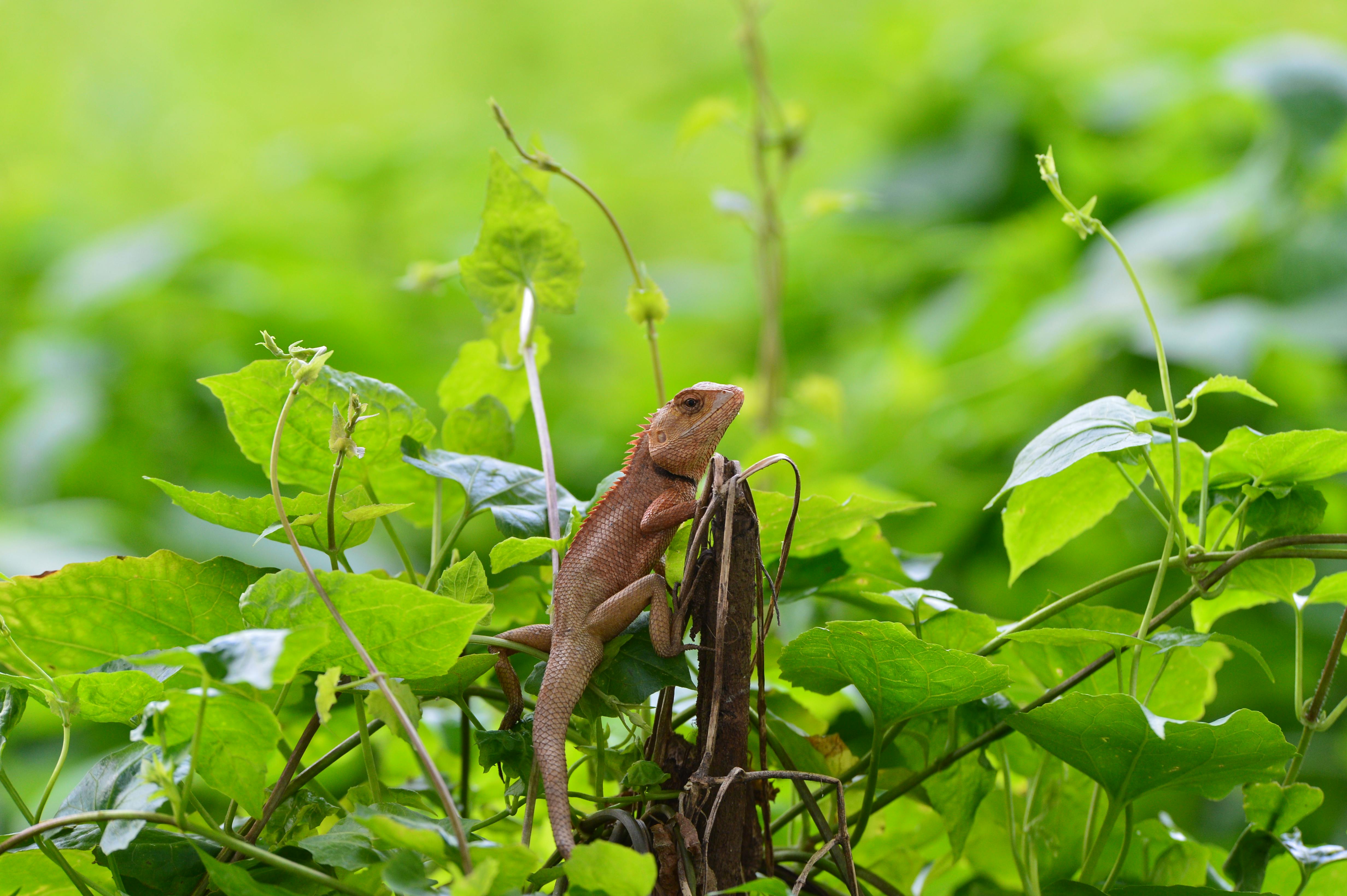 New World Screwworm | Animal and Plant Health Inspection Service — Photo by HÂN NGUYỄN on Pexels