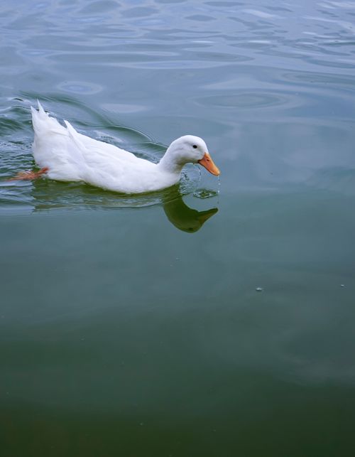Free A tranquil scene of a white duck gliding across a serene lake. Stock Photo