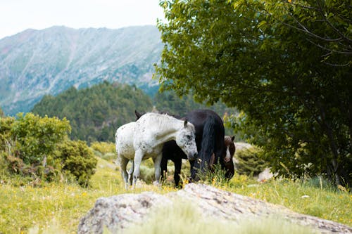 Безкоштовне стокове фото на тему «білий кінь, гора, кінь»