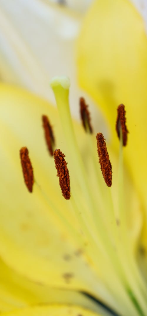 Kostnadsfri bild av blomma, gul, pistill