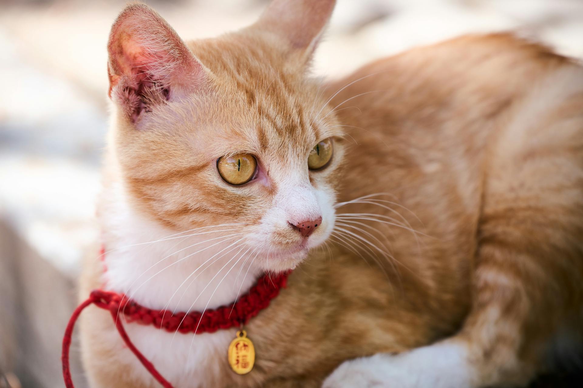 Ginger Cat with Collar