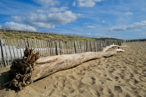 A Large Piece of Driftwood on the Beach 