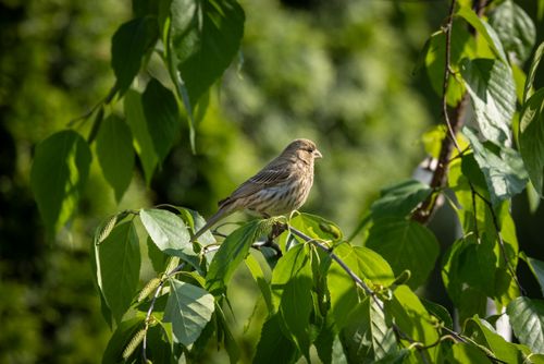 Free A sparrow perched among lush green leaves, showcasing the beauty of nature in Southborough, MA. Stock Photo