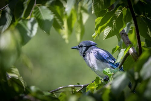 Gratis stockfoto met achtergrond, bladeren, blauwe gaai