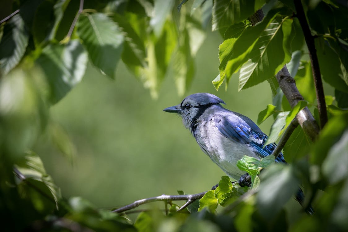 Blue Jay in Nature
