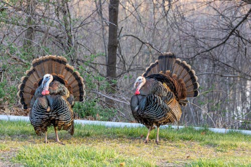Free Couple of Turkeys Stock Photo