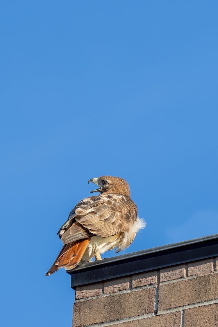 Hawk Perching On Building