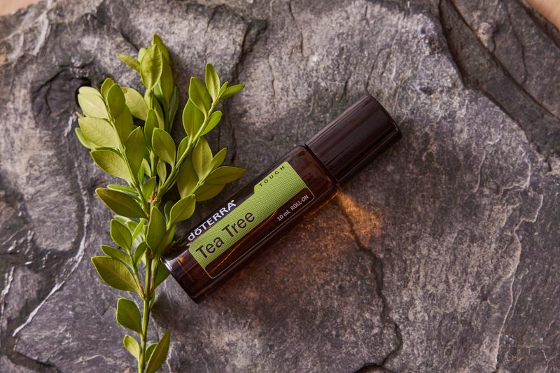Aceite esencial de árbol de té con hojas verdes sobre piedra texturizada, cuidado natural de la piel