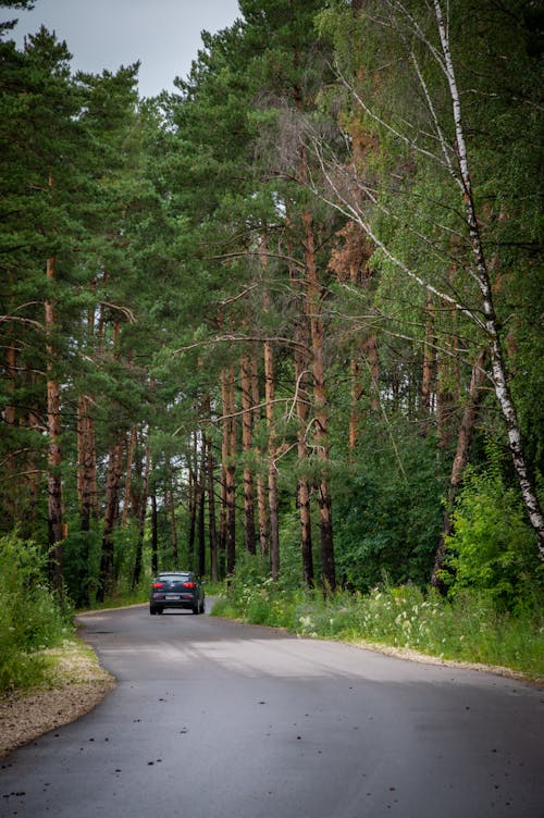 A Car on an Asphalt Road between Trees 