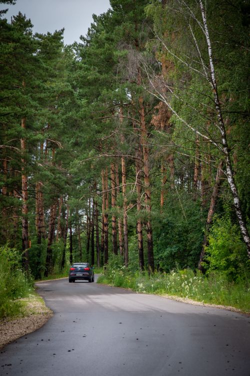 Free Scenic view of a car driving through a winding forest road surrounded by tall pine trees on a summer day. Stock Photo