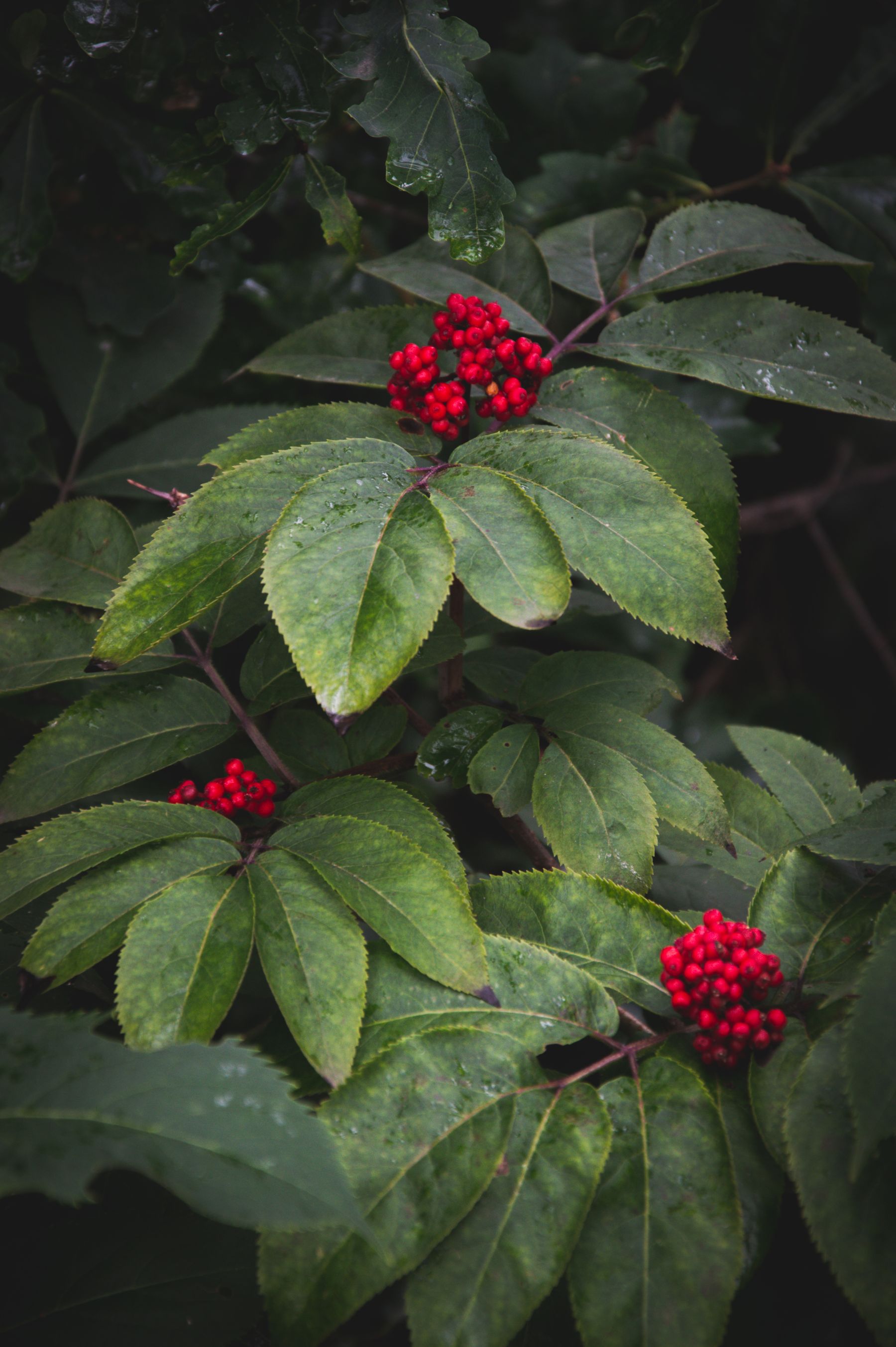 Red elderberry shrub with clustered berries Red elderberry shrub with clustered berries