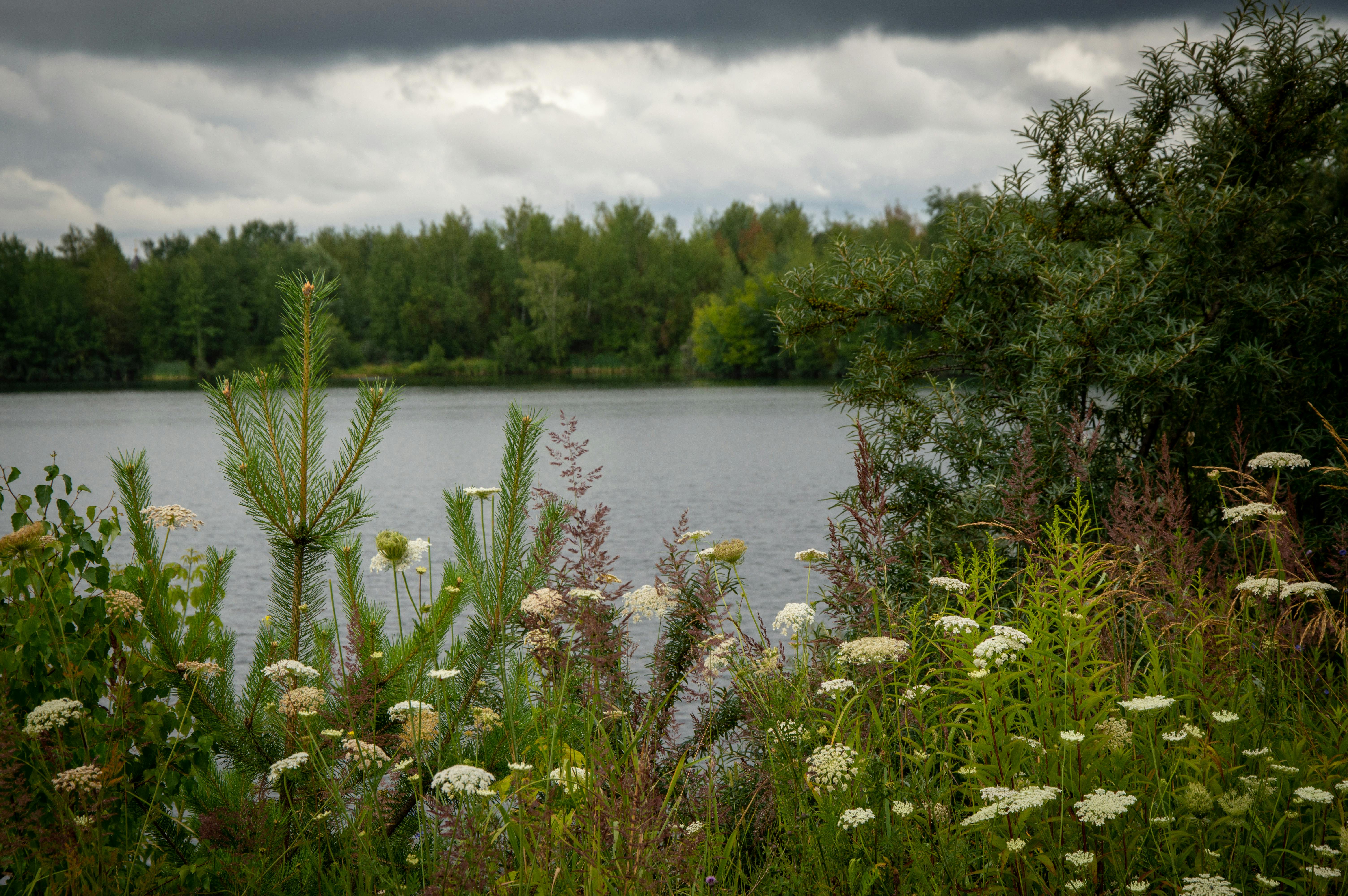 Heemtuin Kralingse Bos