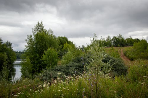 View of Green Trees and Shrubs by the Body of Water in the Countryside 