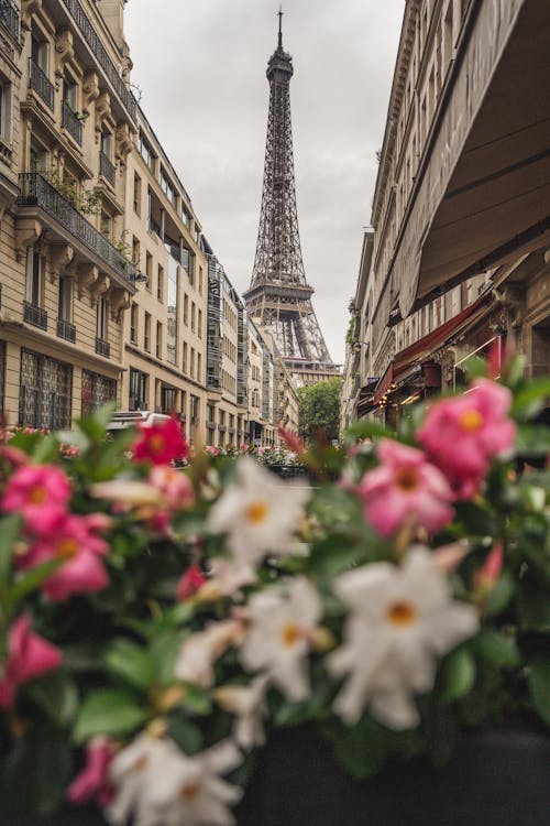 Flowers and Eiffel Tower behind