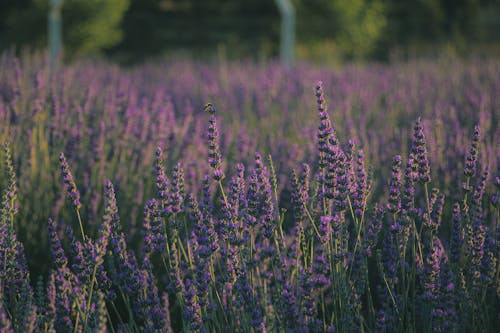 Field of Wild Lavender