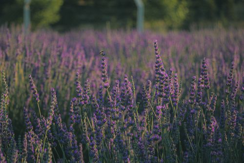 Free A serene lavender field with a bee, captured at sunset, showcasing nature's beauty. Stock Photo