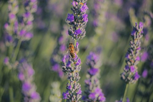 Free A close-up shot of a bee pollinating vibrant lavender flowers in a sunny summer field. Stock Photo