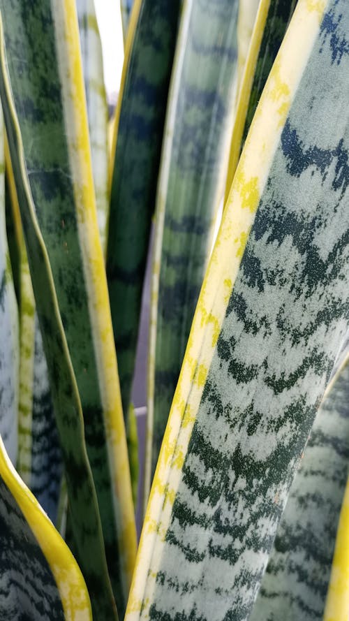 Leaves of Snake Plant