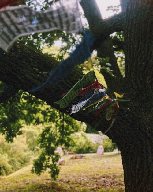 Foto d'estoc gratuïta de arbre, branca, corda