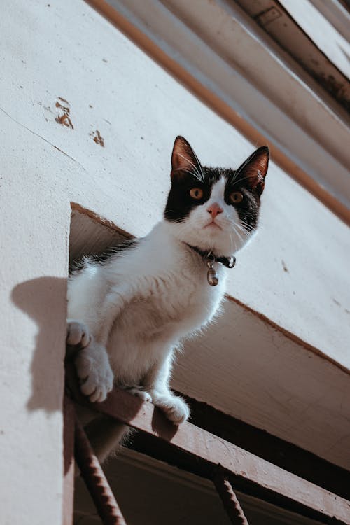 Foto profissional grátis de animal de estimação, colar, fotografia animal