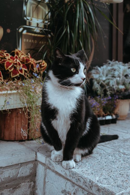 Free A cute black and white cat sits surrounded by colorful potted plants. Stock Photo