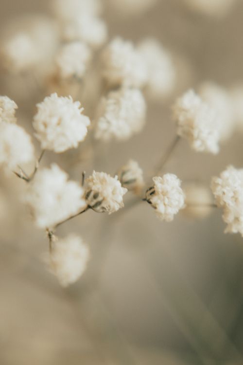 Free Close-up of white Baby's Breath flowers with a soft, dreamy focus highlighting their delicate nature. Stock Photo