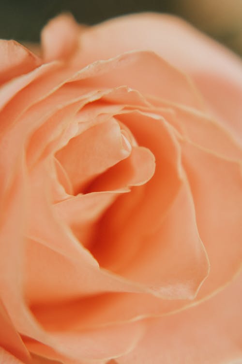 Fotobanka s bezplatnými fotkami na tému extrémny detail, kvet, lupeň