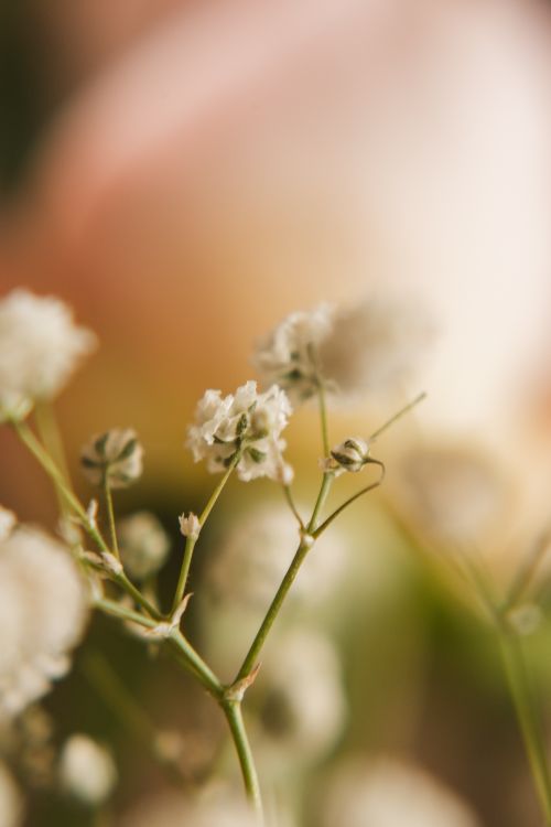 Free A beautiful close-up of white flowers in full bloom with a blurred background, perfect for nature-themed projects. Stock Photo