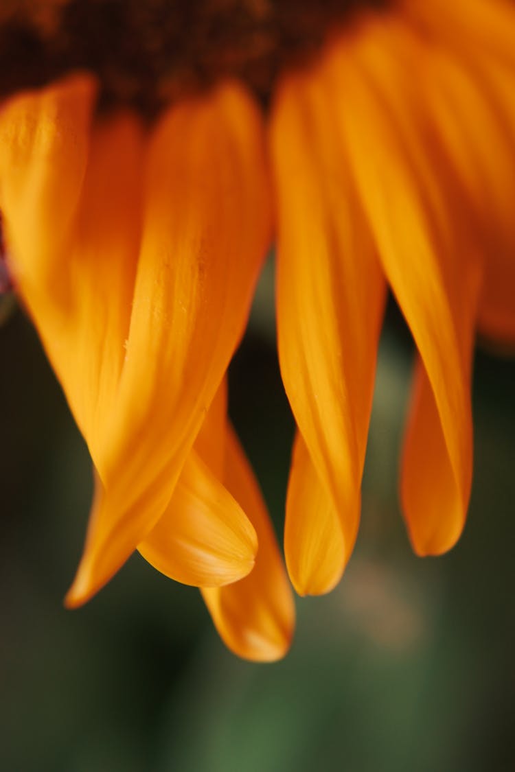 Close-up Of Flower Petals 