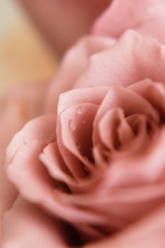 Close-up of a pink rose with dewdrops on petals, showcasing natural beauty.
