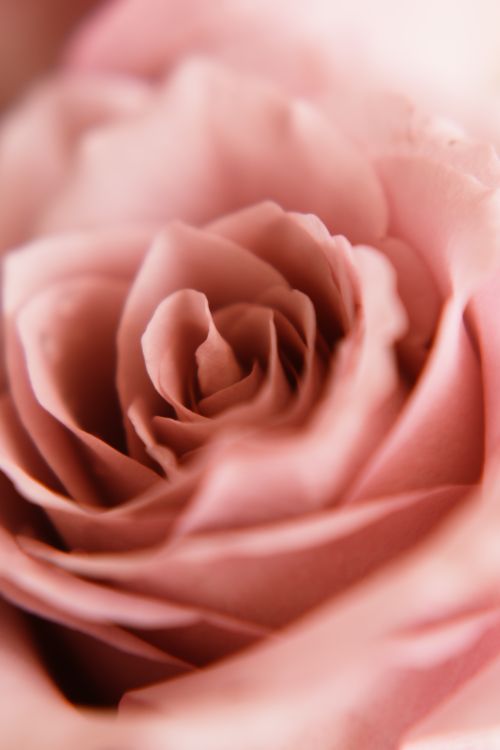 Free A detailed close-up shot of a delicate pink rose in full bloom, showcasing its intricate petals. Stock Photo