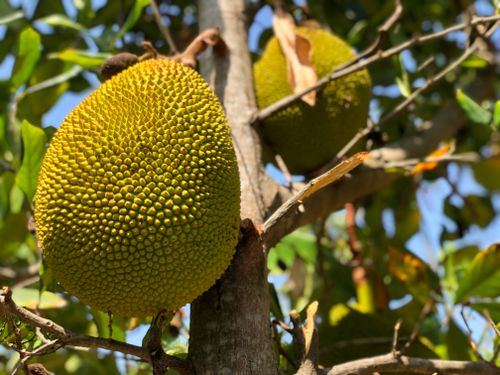 Free JackFruit DomFrut  Stock Photo