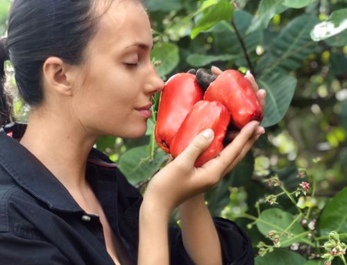 Free Cashew Fruit Stock Photo