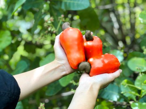 Free Cashew Fruit Stock Photo