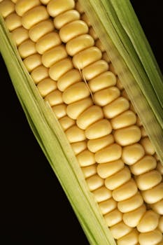 Corn, sweet, yellow and white kernels, fresh, raw