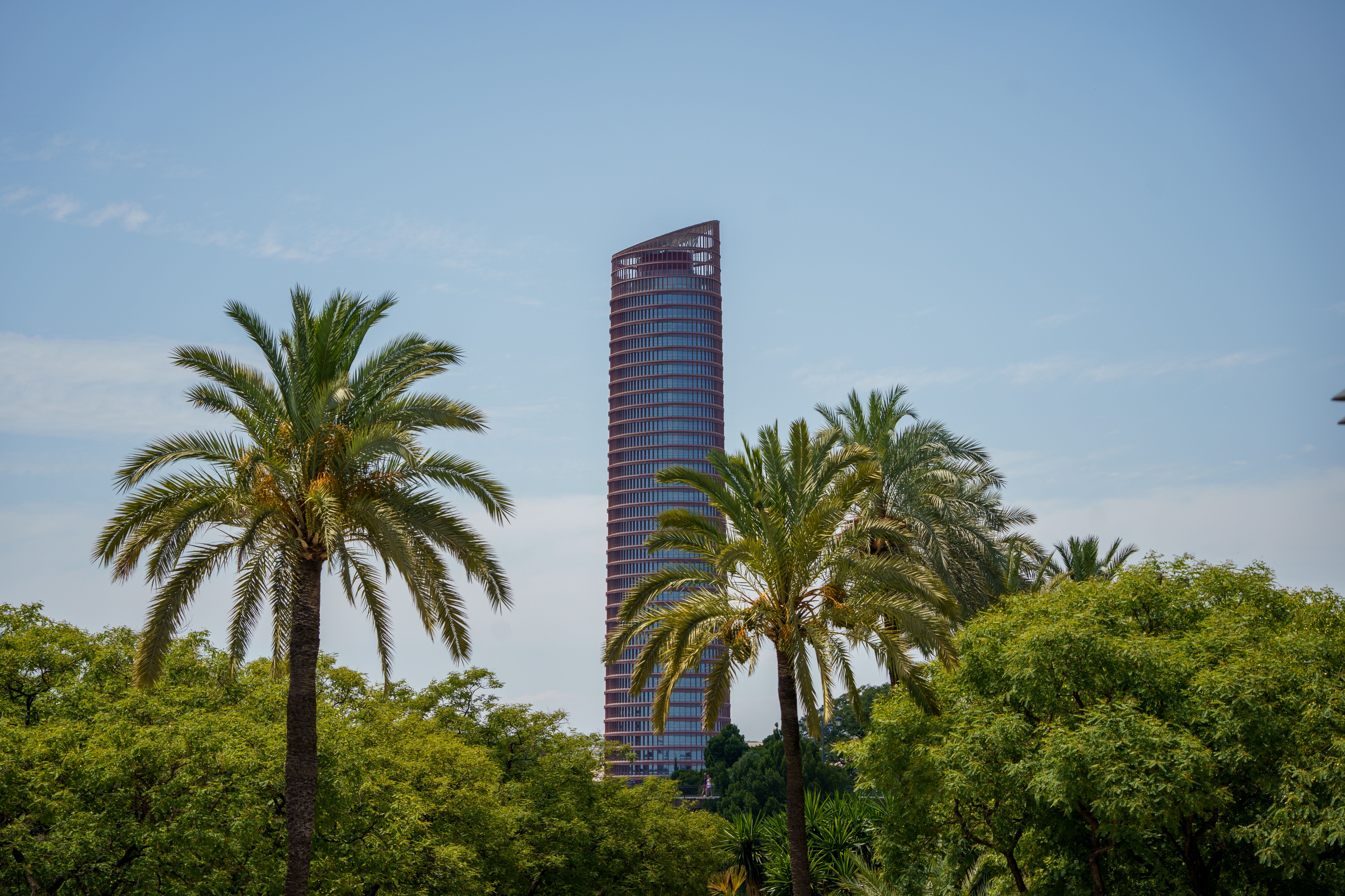 Scenic view of Torre Sevilla skyscraper framed by palm trees and greenery in Seville, Spain.