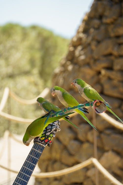 Green Parrots Perch on Branch