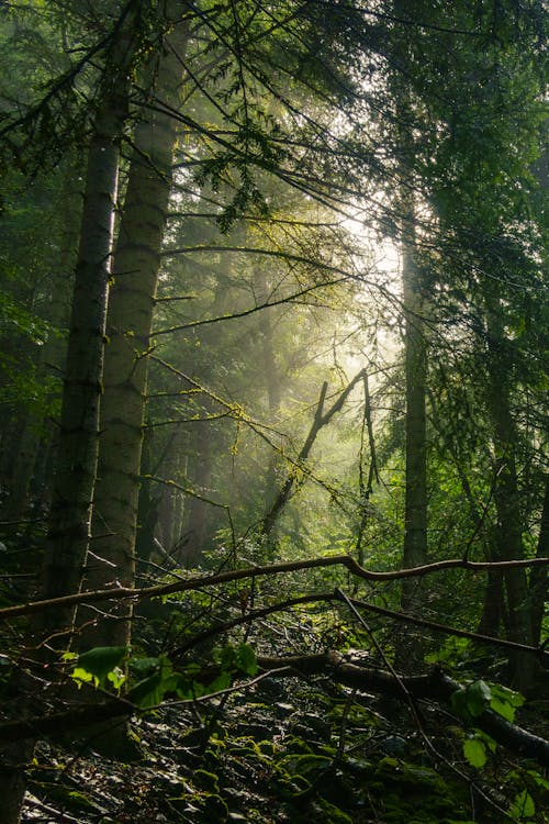 垂直拍攝, 天性, 森林 的 免費圖庫相片