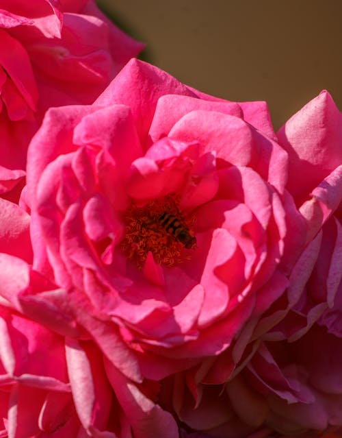 Bee Collecting Nectar inside a Pink Rose Flower