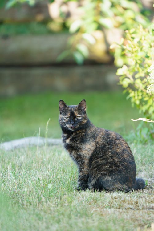 Cat on Grass