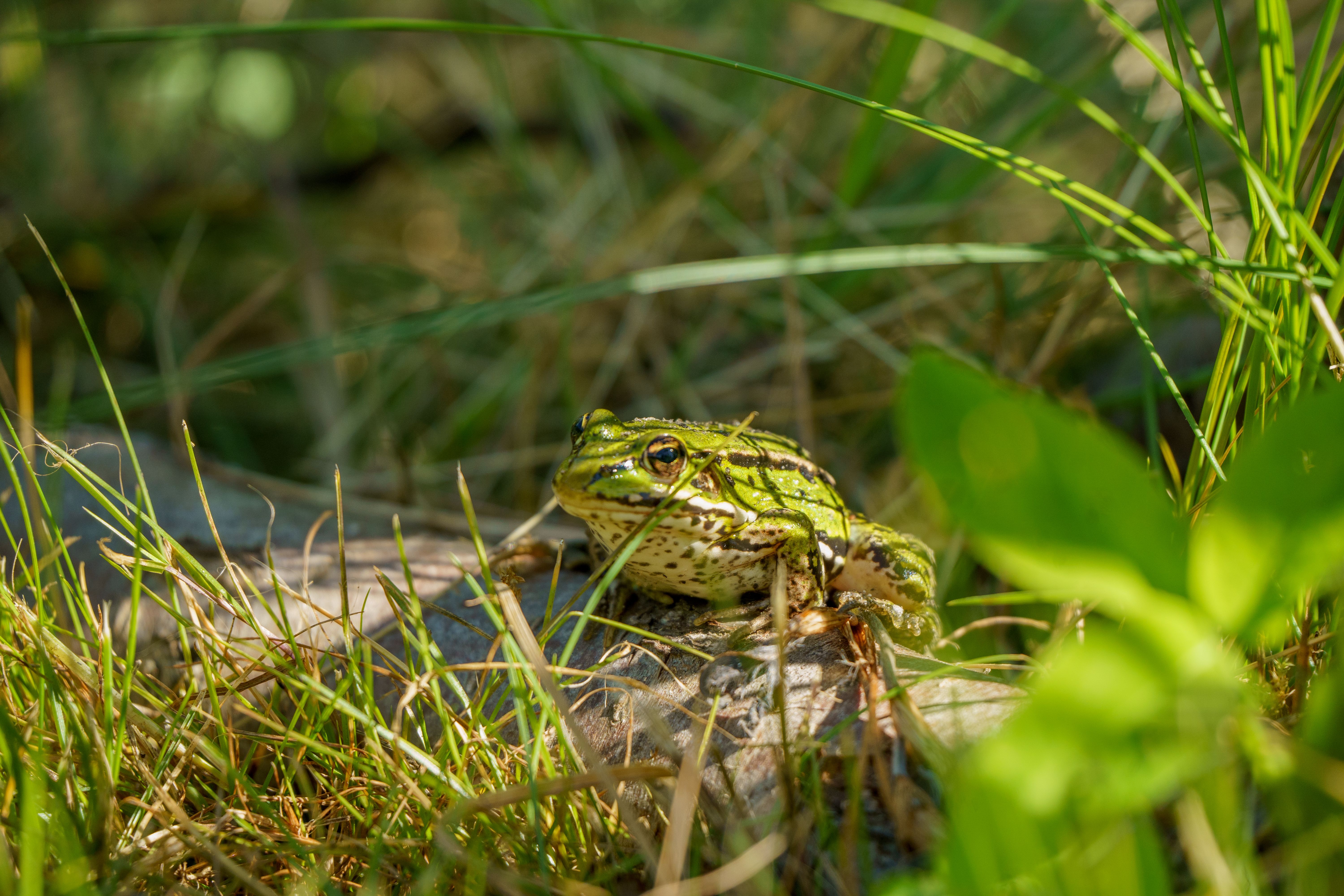 Why is northern leopard frog endangered? - The Institute for ...