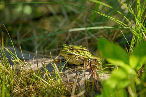 Kostnadsfri bild av djurfotografi, gräs, groda