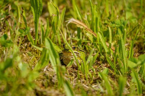 Free Close-up of a green frog camouflaged in vibrant grass in Dolistowo Nowe, Poland. Stock Photo