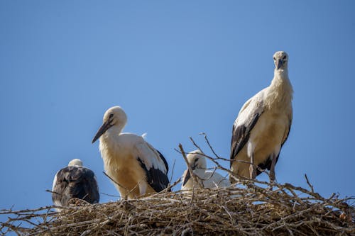White Storks in Nest