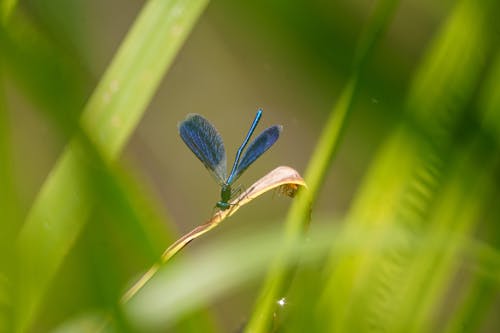 Blue Dragonfly Perching on Leaf