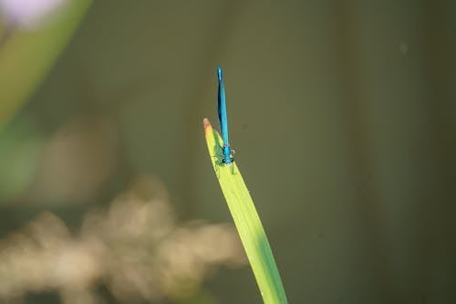 Blue Dragonfly on a Leaf