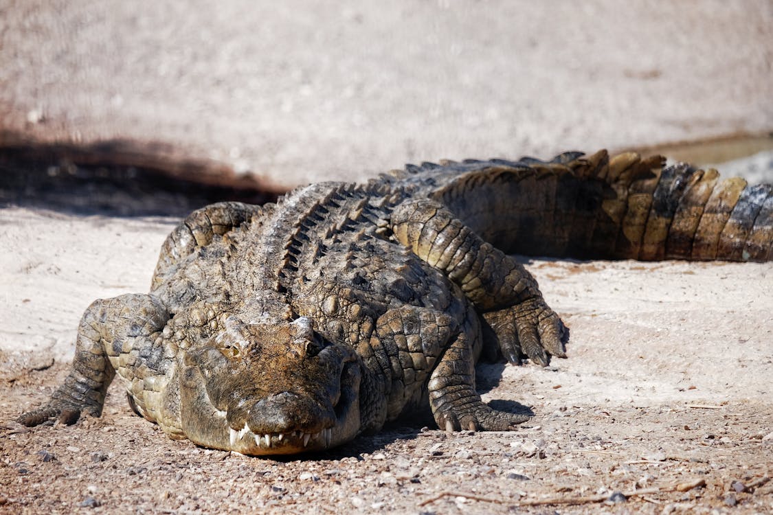 Gratis lagerfoto af alligator, dyr, dyreliv