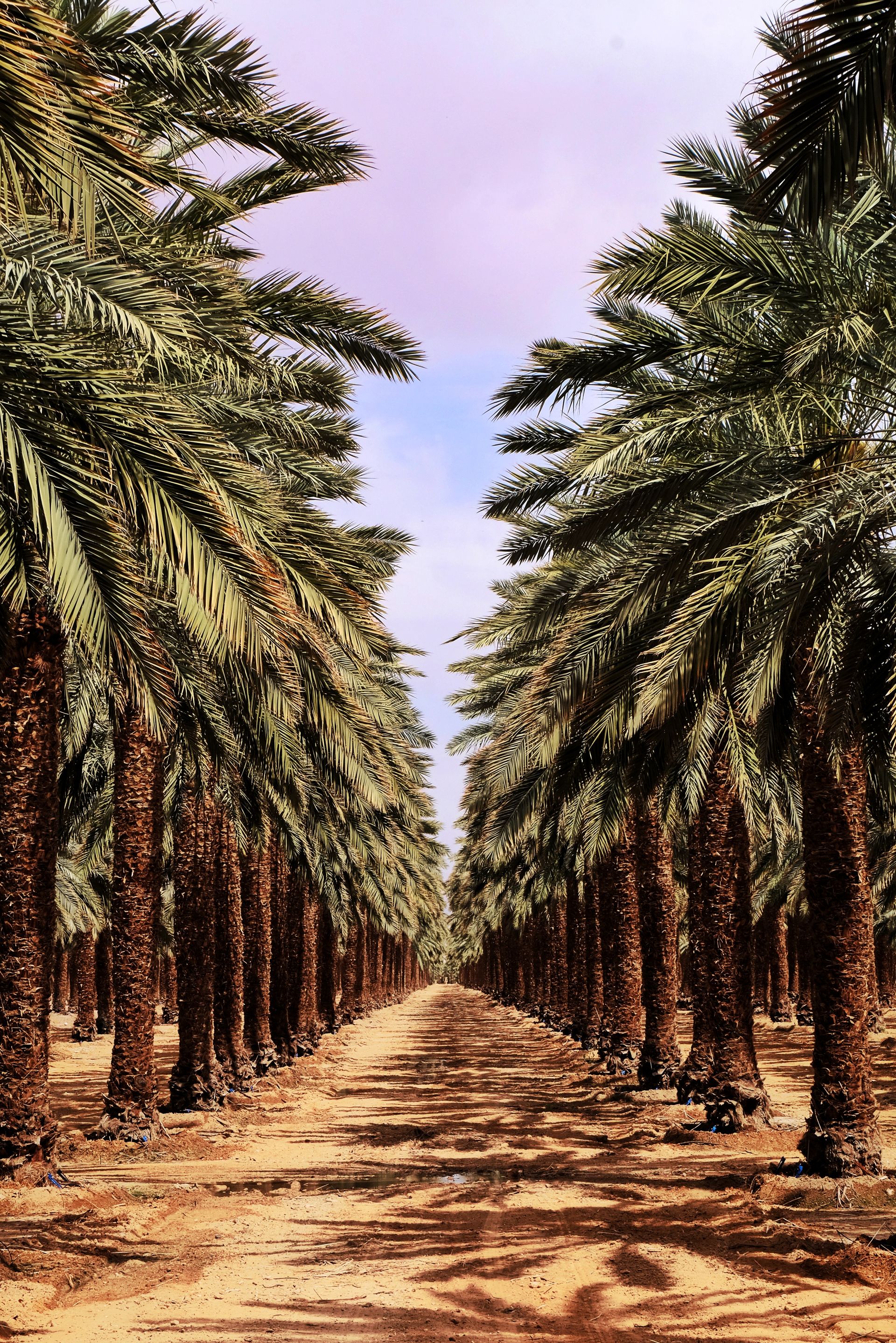 Rows of mature date palm trees at a Saudi Arabian nursery plantation under soft sunlight