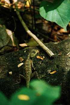 chameleon photo