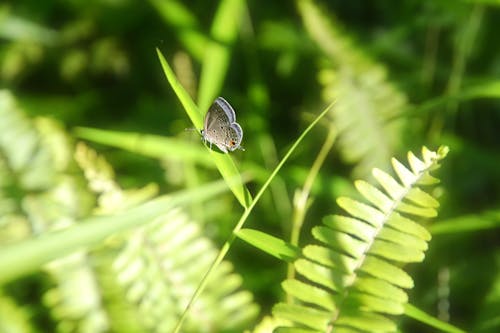 Close-up of a Small Butterfly on the Grass Blade 